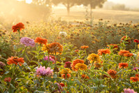 _Y9A6043-Edit