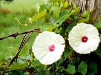 Morning Glories
