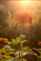 _Y9A6046-Edit