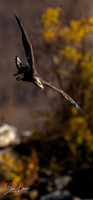 _Y9A5363-Edit-5