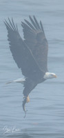 _Y9A3721-Edit