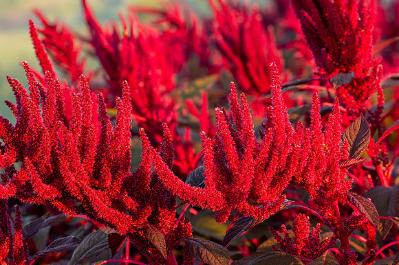 _Y9A6035-Edit-Edit