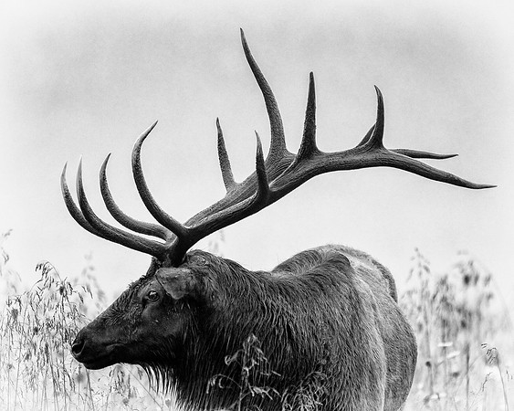 0T3A4849 bw copy