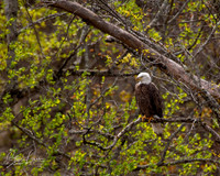 _Y9A3865-Edit