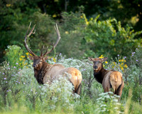 Wildlife